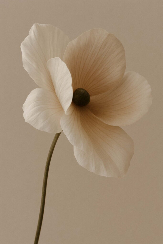 Minimalist portrait of a cream flower with subtle beige tones, captured against a warm neutral backdrop. This serene floral close-up embodies gentle elegance, soft textures, and timeless sophistication, ideal for branding, interior styling, or editorial features. Created with the assistance of AI tools.